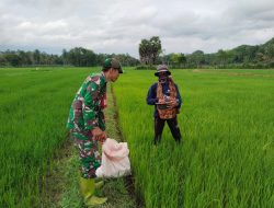 Babinsa Koramil 11/Barebbo Dim 1407/Bone Dampingi Petani Laksanakan Pemupukan Padi Di Desa Lampoko