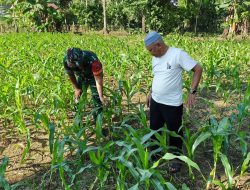 Babinsa Koramil Libureng Dim 1407/Bone Lakukan Pendampingan Ketahanan Pangan Di Kelurahan Ceppaga