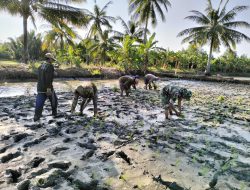 Babinsa Koramil Cenrana Kodim 1407/Bone Dampingi Petani Dalam Proses Penanaman Padi Di Dusun I Turungeng Sapie