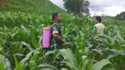 Babinsa Koramil 05/Ulaweng Dim 1407/Bone, Dampingi Petani Semprot Hama Jagung Di Desa Ulaweng Cinnong