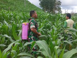 Babinsa Koramil 05/Ulaweng Dim 1407/Bone, Dampingi Petani Semprot Hama Jagung Di Desa Ulaweng Cinnong