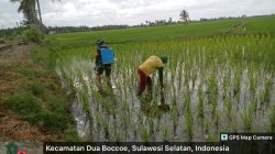 Babinsa Koramil 1407-02/Dua Boccoe Bantu Penyemprotan Hama di Lahan Pertanian Warga