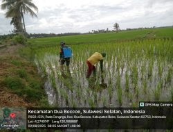 Babinsa Koramil 1407-02/Dua Boccoe Bantu Penyemprotan Hama di Lahan Pertanian Warga