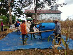 Babinsa Koramil 10/Ponre Dim 1407/Bone Bantu Warga Rontokkan Jagung Pasca Panen Di Desa Bolli