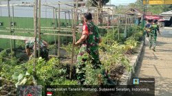 Babinsa Kodim 1407/Bone Koramil 07/Tanete Riattang Laksanakan Pemeliharaan Kebun Koramil