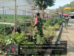 Babinsa Kodim 1407/Bone Koramil 07/Tanete Riattang Laksanakan Pemeliharaan Kebun Koramil