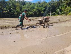 Babinsa Koramil 1407-19/Kahu Dampingi Petani Bajak Sawah, Wujud Nyata Dukungan TNI terhadap Ketahanan Pangan