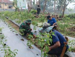 Babinsa Koramil 1407-21/Palakka Aktif Dampingi Petani Cabai Di Desa Usa