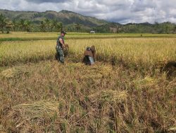 Babinsa  Koramil 1407-08/Lamuru Dampingi Petani Panen Padi, Wujud Nyata Kehadiran TNI di Tengah Rakyat