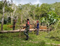 Babinsa Koramil 1407-09/Lappariaja Dampingi Tim Peternakan Kecamatan Laksanakan Vaksinasi Sapi Di Desa Patangkai