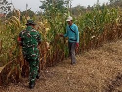 Babinsa Koramil 1407-14/Libureng Dampingi Petani Cek Tanaman jagung Di Desa Swadaya