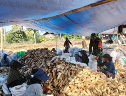 Pembinaan Ketahanan Wilayah, Babinsa Koramil 1407-05/Ulaweng Dampingi Petani Panen Jagung