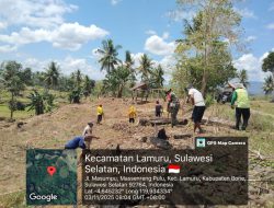 Babinsa Koramil 1407-08/Lamuru Terjun Bantu Petani Tanam Jagung