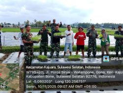 Danramil 1407-18/Kajuara Hadiri Tanam Perdana Bibit Cabai Di Desa Gona