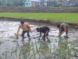 Babinsa Koramil 1407-09/Lapri Turun ke Sawah, Dampingi Petani Tanam Padi di Bone