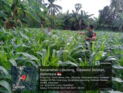 Babinsa Koramil 14/Libureng Kodim 1407/Bone Dampingi Petani Tinjau Tanaman Jagung Di Wilayah Binaan