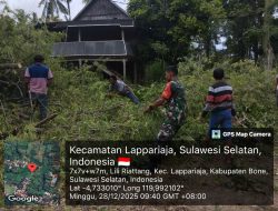 Cegah Bahaya Di Jalan, Babinsa Koramil 09/Lapri Kodim 1407/Bone Dan Warga Liliriattang Kompak Pangkas Pohon Tua
