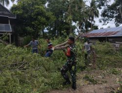 Cegah Bahaya Sejak Dini, Babinsa Lapri Pastikan Lingkungan Desa Liliriattang Aman Dari Pohon Tumbang