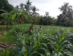 Pastikan Tanaman Sehat, Babinsa Koramil 14/Libureng Kodim 1407/Bone Turun Ke Ladang Dampingi Petani Jagung