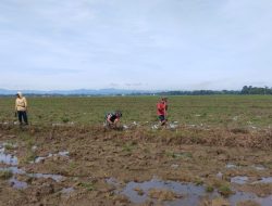 Irigasi Lancar Petani Makmur : Aksi Babinsa Barebbo Ikut Normalisasikan Saluran Air Dusun 2