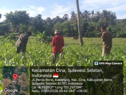 Menanam Bakti Di Desa Kawerang : Babinsa Koramil 1407-12/Cina Bahu Membahu Pupuk Harapan Petani Jagung