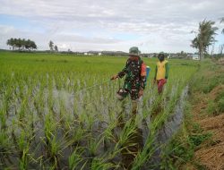 Lawan Hama Tanaman! Babinsa Koramil 1407-02/Dua Boccoe Dampingi Petani Padacenga Semprot Pestisida