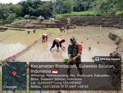 Babinsa Koramil 20/Bontocani Kodim Bone Laksanakan Pendampingan Tanam Padi Dukung Ketahanan Pangan