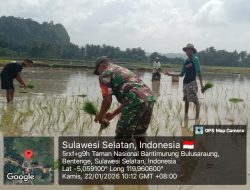 Dukung Program Ketahanan Pangan, Babinsa Koramil 20/Bontocani Dampingi Masa Tanam Padi