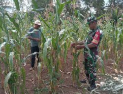 Babinsa Koramil 14/Libureng Cek Kondisi Tanaman Jagung : Pastikan Bebas Hama Dan Tumbuh Subur