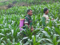 Aksi Heroik Babinsa Koramil 1407-05/Ulaweng : Gendong Tangki Semprot Demi Selamatkan Panen Warga Gilingeng