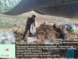 Babinsa Koramil  05/Ulaweng Kodim Bone Dampingi Panen Jagung, Wujud Nyata Ketahanan Wilayah Di Desa Binaan