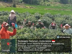 Panen Cabai Melimpah, Babinsa Koramil 20/Bontocani Kodim 1407/Bone Pastikan Petani Pattuku Tersenyum Lebar