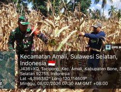 Babinsa Ulaweng Kodim 1407/Bone Masuk Kebun : Dukung Petani Jagung Amali Demi Kedaulatan Pangan