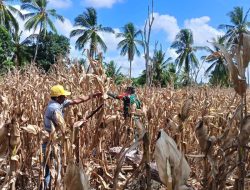 Babinsa Koramil 05/Ulaweng Kodim 1407/Bone Kawal Panen Jagung Di Desa Ta’cipong Guna Pastikan Hasil Maksimal