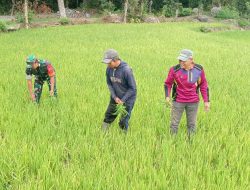 Pastikan Panen Berhasil, Babinsa Koramil 1407-20/Bontocani Kodim Bone Terjun Ke Sawah Cek Kesehatan Padi Warga