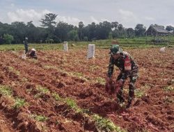 Babinsa Awangpone Kodim 1407/Bone “Turun Gunung” Bantu Panen Ubi Jalar
