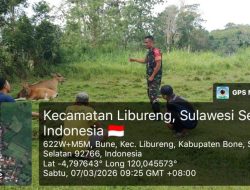 Babinsa Koramil 14/Libureng Kodim 1407/Bone Ingatkan Warga Desa Bune Pentingnya Perawatan Ternak Sapi Secara Intensif