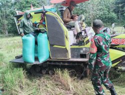 Kawal Kedaulatan Pangan, Babinsa Koramil 15/Mare Kodim Bone Terjun Langsung Panen Padi Di Tellu Boccoe