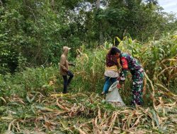 Bahu Membahu Di Kebun Jagung, Kedekatan Babinsa Koramil 19/Kahu Kodim 1407/Bone Dan Warga Kian Erat