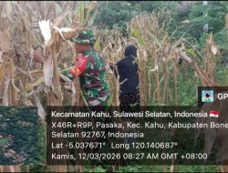 Pendampingan Pertanian Terpadu : Upaya Babinsa Koramil 1407-19/Kahu Kodim Bone Sukseskan Panen Warga
