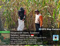 Wujudkan Ketahanan Pangan Nasional, Babinsa Koramil 1407-15/Mare Bantu Percepatan Panen Jagung Warga