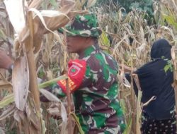 Langkah Sigap Babinsa Koramil 1407-19/Kahu Kodim Bone Bantu Warga Percepat Proses Panen Jagung