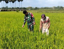 Kawal Lumbung Pangan, Babinsa Koramil 1407-14/Libureng Kodim Bone Pastikan Tanaman Padi Laburasseng Tumbuh Subur