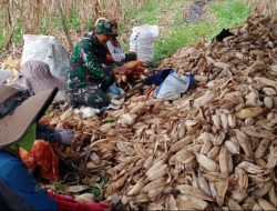 Sukseskan Swasembada Pangan, Babinsa Ulaweng Kodim 1407/Bone Turun Langsung Ke Kebun Jagung
