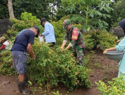 Wujudkan Swasembada Hortikultura, Babinsa Koramil 15/Mare Kodim 1407/Bone Bantu Petani Cabai Desa Kadai