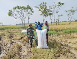Wujud Dukungan Ketahanan Pangan, Babinsa Koramil 1407-03/Cenrana Dampingi Panen Padi Petani Di Wilayah Labotto