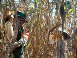Kawal Swasembada Pangan, Babinsa Koramil 14/Libureng Kodim Bone Turun Sawah Bantu Warga Panen Jagung