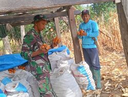 Dukung Swasembada Pangan, Babinsa Koramil 1407-06/Awangpone Dampingi Panen Jagung