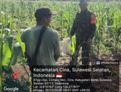 Dukung Ketahanan Pangan, Babinsa Koramil 1407-12/Cina Kodim Bone Turun Langsung Bantu Pemupukan Jagung