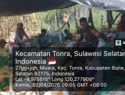 Dukung Sektor Pertanian, Babinsa Koramil 1407-16/Tonra Dampingi Panen Jagung Di Desa Muara